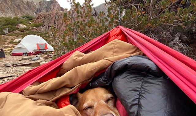 Le Guide du Camping à Vias pour les amoureux des animaux: règles, conseils et réservation