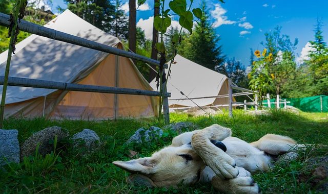Comment camper avec des animaux en toute sécurité au camping Les Calquières en Aveyron ?